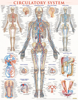 Circulatory System Laminated Poster