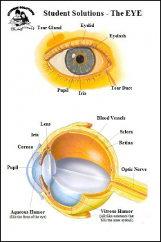 Eye - 6 x 9 Chart