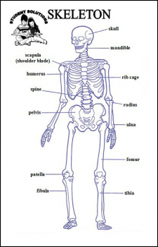 Skeleton - 6 x 9 Chart