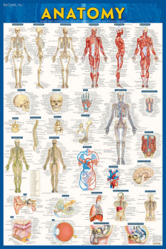 Anatomy Poster - Laminated