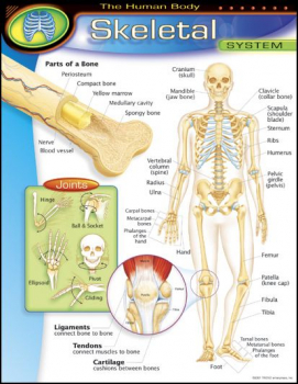 Human Body Skeletal System Learning Chart