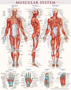 Muscular System Poster - Laminated