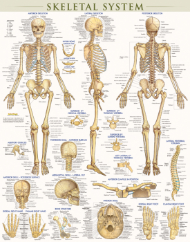 Skeletal System Poster - Laminated