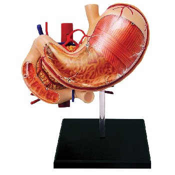 4D Stomach & Other Organs Anatomy Model