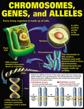 DNA and Heredity Teaching Poster Set