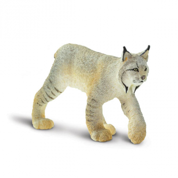 Lynx (Wild Safari North American Wildlife)