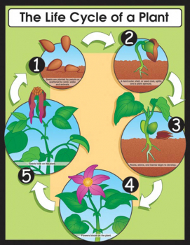 Life Cycle of a Plant Chartlet