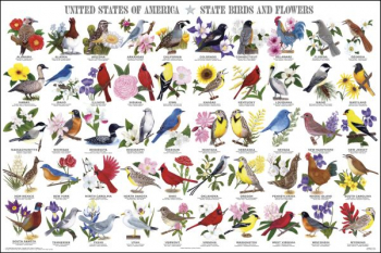 United States of America - State Birds & Flowers Laminated Poster (24" x 36")