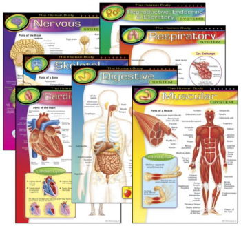 Human Body Learning Charts (7 Charts)