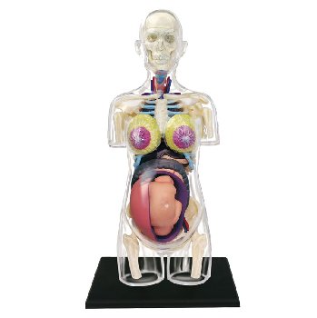 4D Pregnancy Anatomy Torso Model