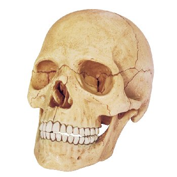 4D Vision Human Anatomy Exploded Skull Model