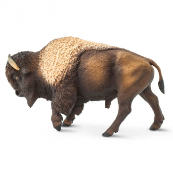 Bison (North American Wildlife)