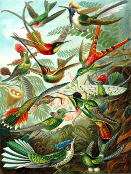 Hummingbird Puzzle (1000-piece)