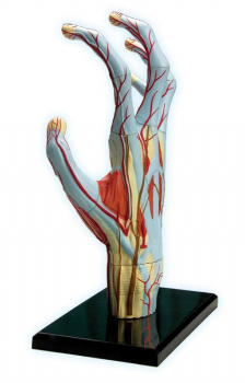 4D Hand Anatomy Model