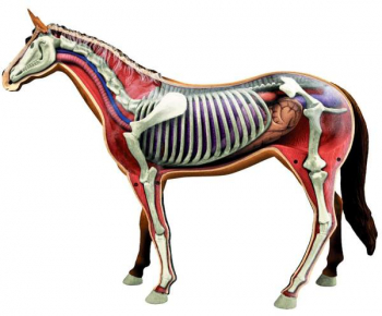 4D Horse Anatomy Model