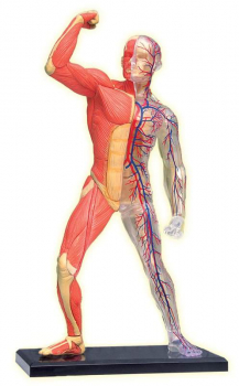 4D Muscle & Skeleton Anatomy Model