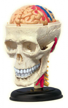 4D Cranial Nerve & Skull Anatomy Model