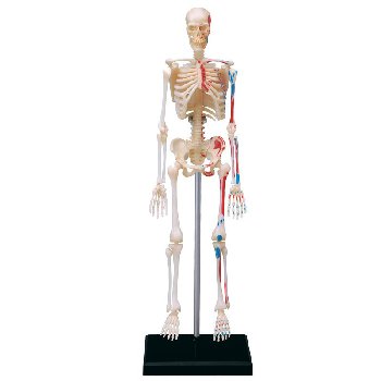4D Human Skeleton Anatomy Model