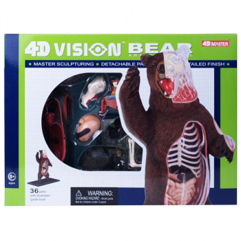 4D Vision Brown Bear Anatomy Model