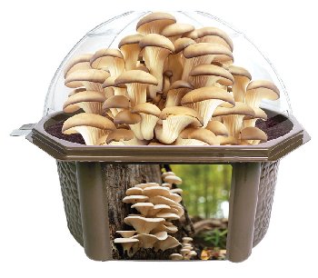 Oyster Mushroom Biosphere