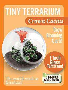 Crown Cactus (Tiny Terrarium)