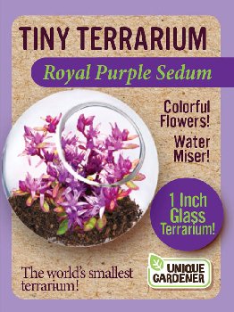 Royal Purple Sedum (Tiny Terrarium)