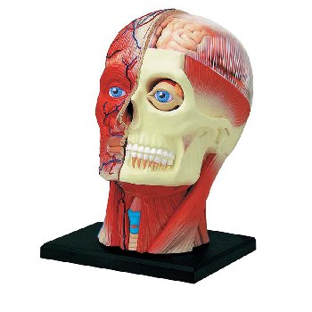 4D Human Head Anatomy Model