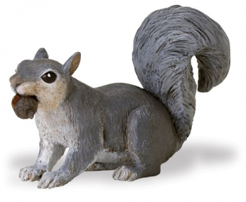 Grey Squirrel With Acorn