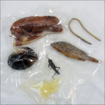 Science Shepherd Dissection Specimens ( Set of 5)