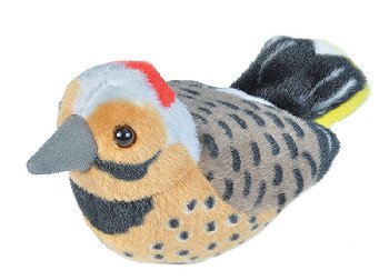 Audubon Bird: Northern Flicker with Bird Call