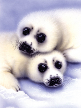 Painting By Numbers - Seal Pup (Junior Small)