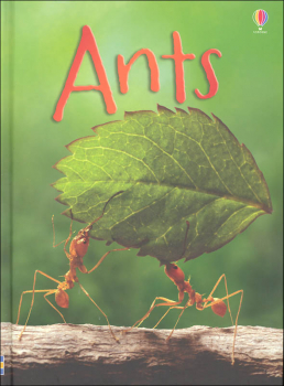 Ants (Usborne Beginners)