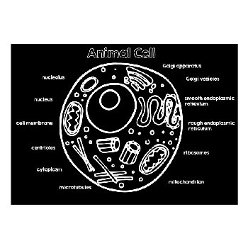 Animal Cell 12" x 17" Mat (Reversible)