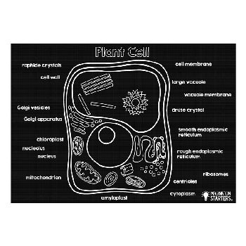 Plant Cell 12" x 17" Mat (Reversible)