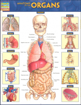 Anatomy of the Organs Quick Study