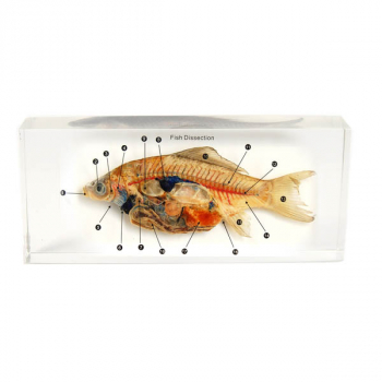 Fish Life Cycle Dissection Product