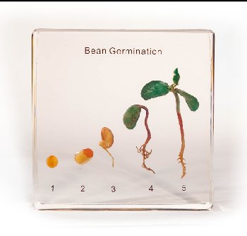 Bean Germination Cycle