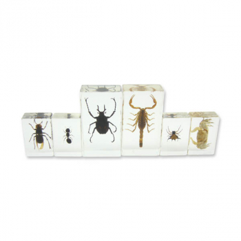 What is an Insect Specimen Mount