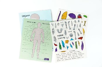 Anatomy Cling Sticker Set (10-pack)