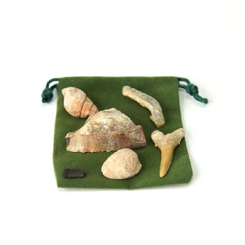 Little Fossil Bag (6 specimens + card)