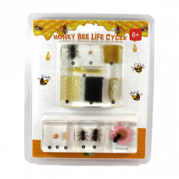 Honeybee Life Cycle